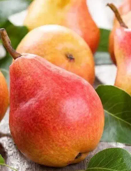 نهال گلابی فورل بصورت پیشفروش|خدمات باغبانی و درختکاری|نمین, |دیوار