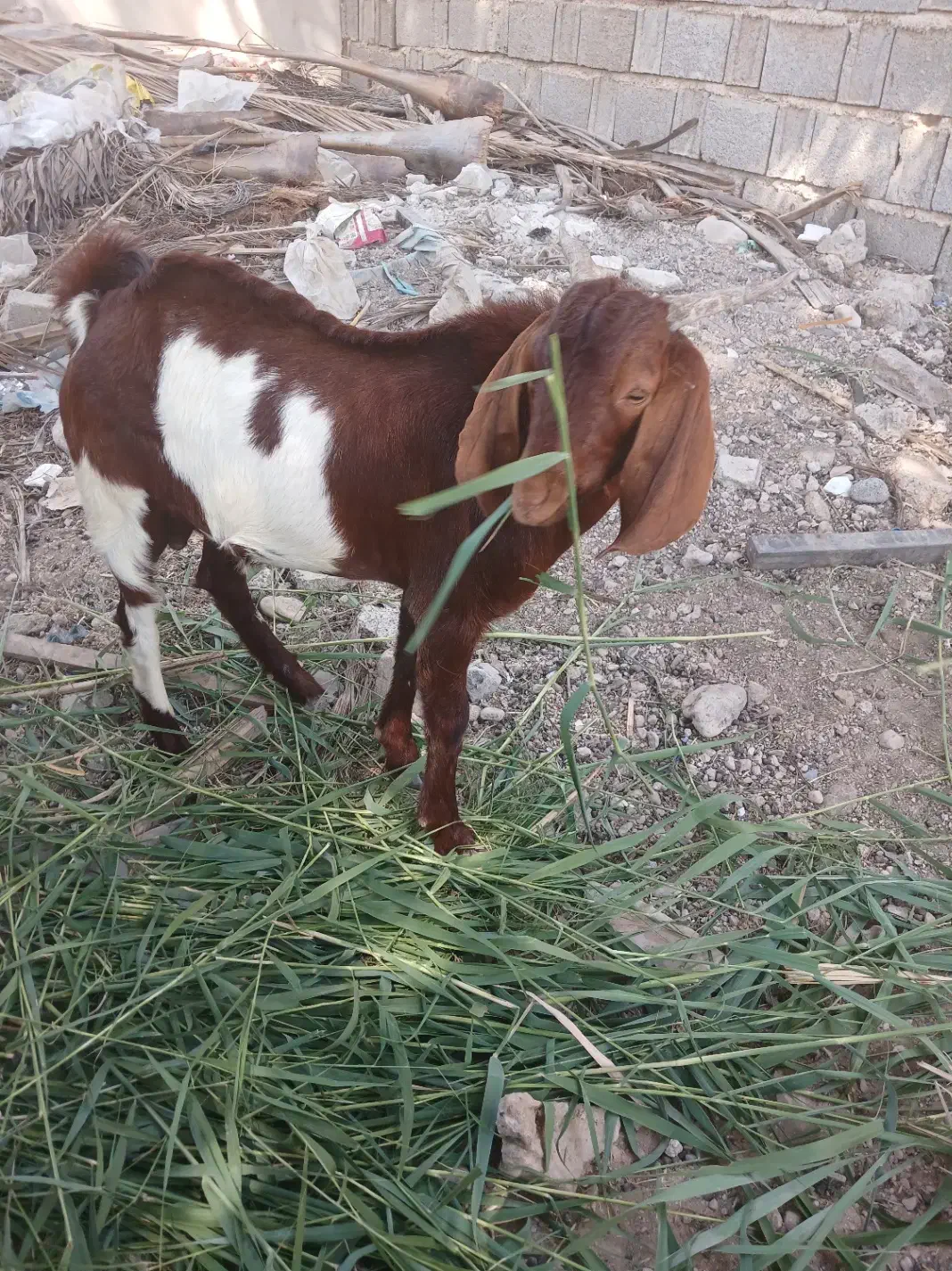 کهره نر|حیوانات مزرعه|چغادک, |دیوار