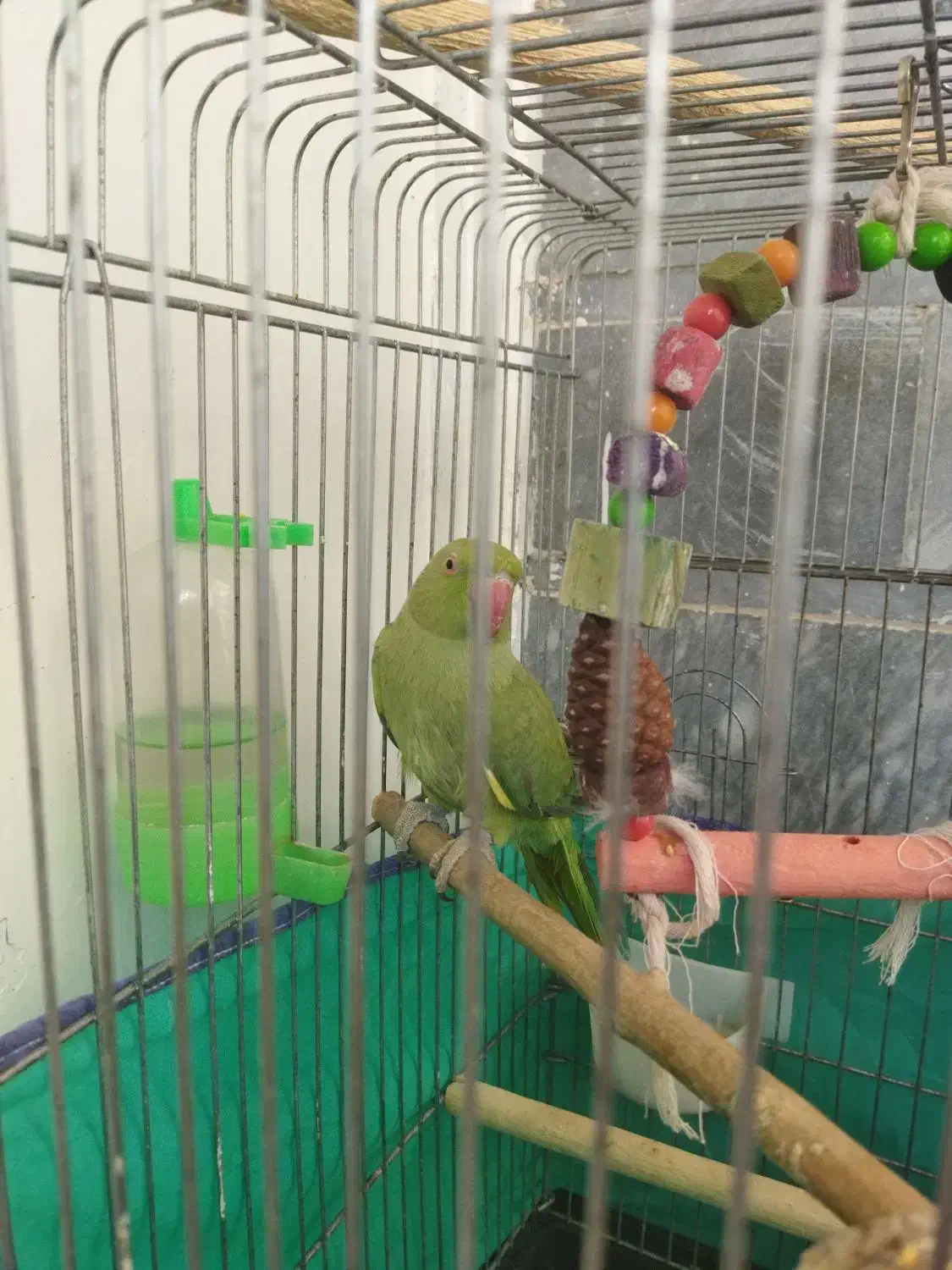 جوجه ملنگو نر|پرنده|قم, نیروگاه|دیوار