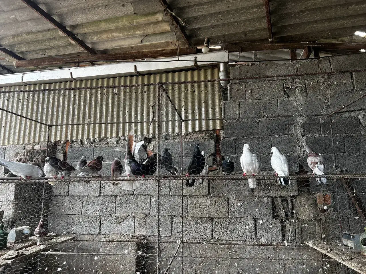 کبوتر پرشی|پرنده|بابل, |دیوار