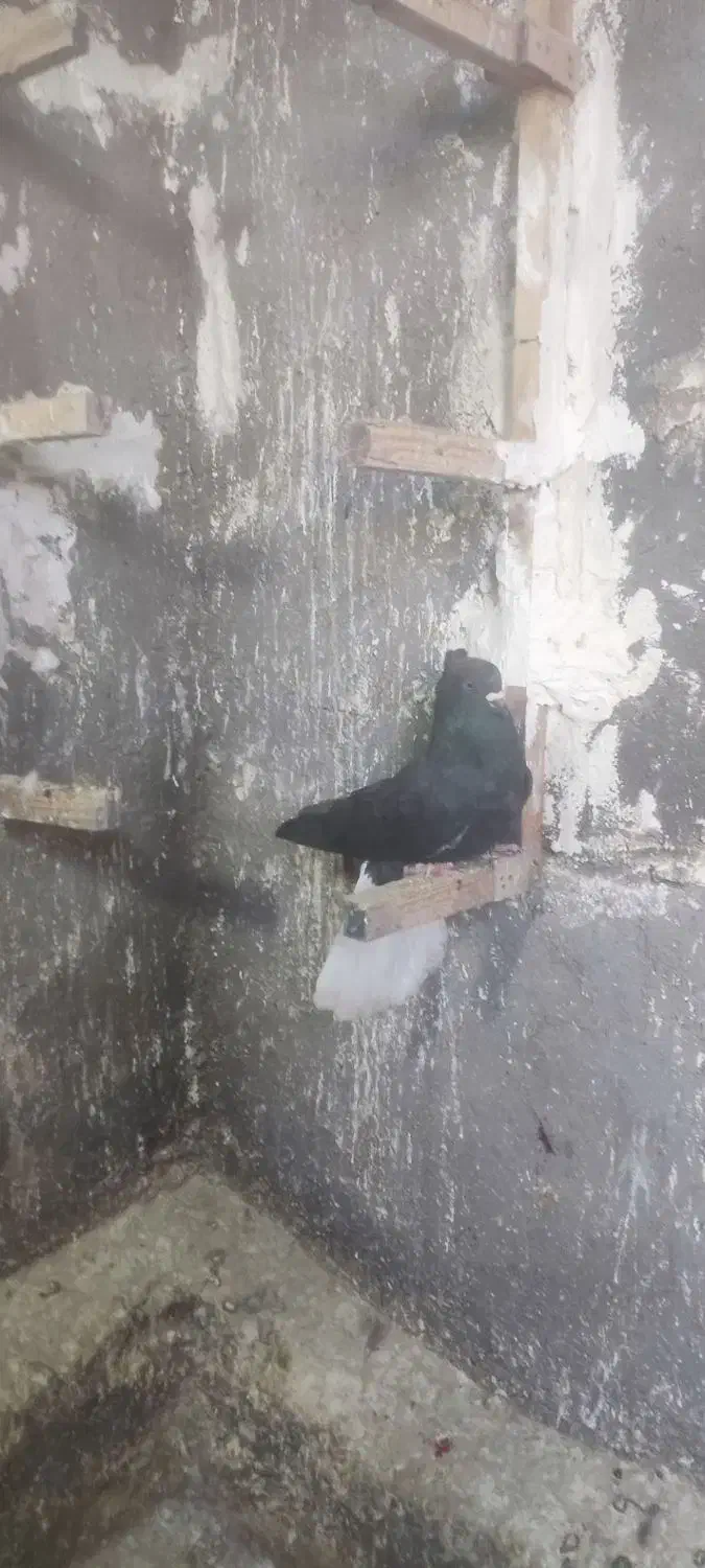 کبوترفروشی|پرنده|بوئین زهرا, |دیوار