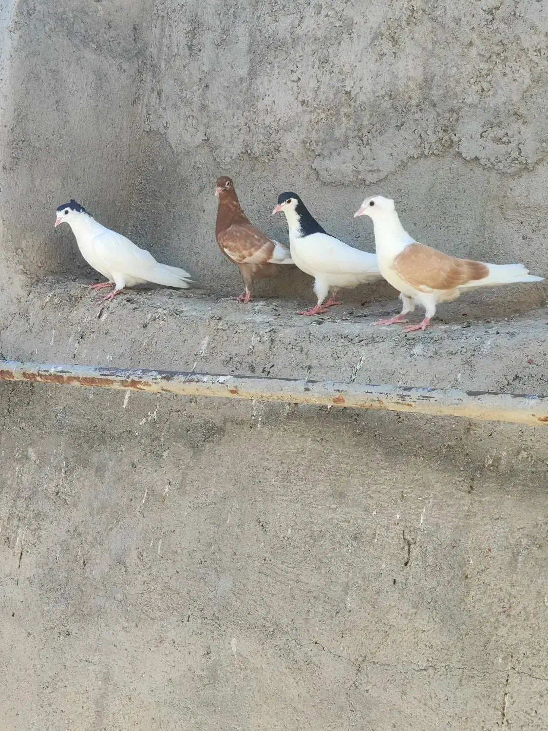 کفتر کبوتر چند جفت چپ سینه و چند تا جوجه جوانه|پرنده|کاشمر, |دیوار