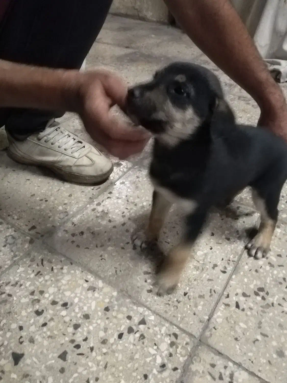 سگ مهربون ارام بدون اخلاق بد|سگ|جهرم, |دیوار