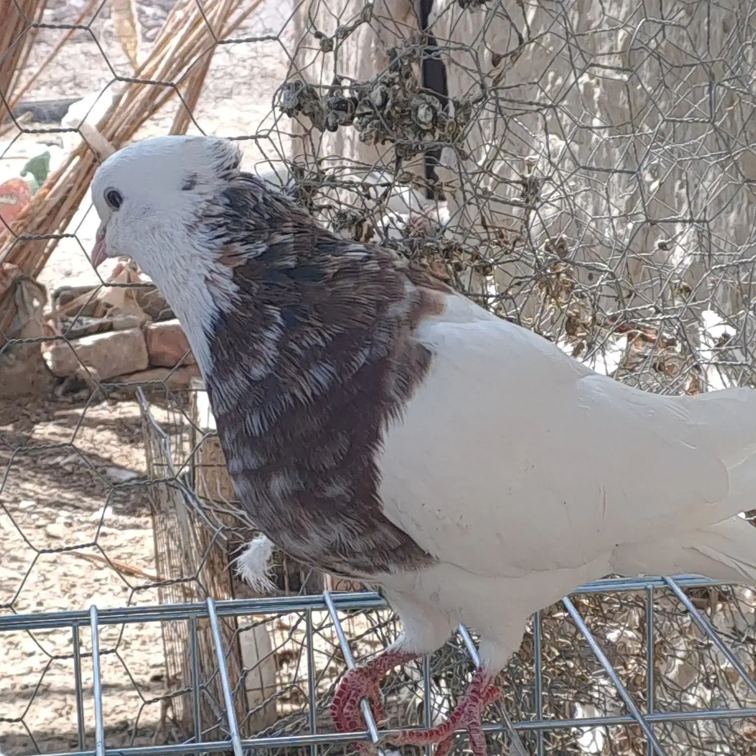 کبوتر طوقی کرمانشاهی|پرنده|هامون, |دیوار