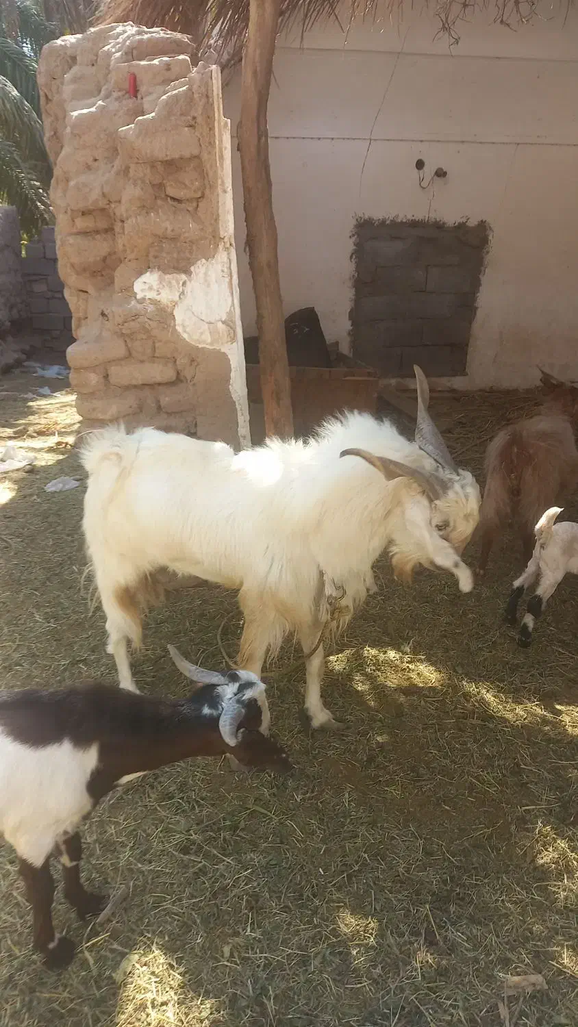 یک عدد نری پاه وندی چاق|حیوانات مزرعه|نرماشیر, |دیوار