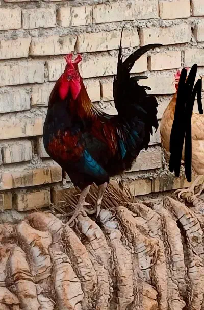 محلی|حیوانات مزرعه|سوسنگرد, |دیوار