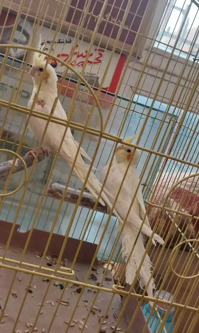 عروس هلندی ۵ماهه|پرنده|سرپل ذهاب, |دیوار