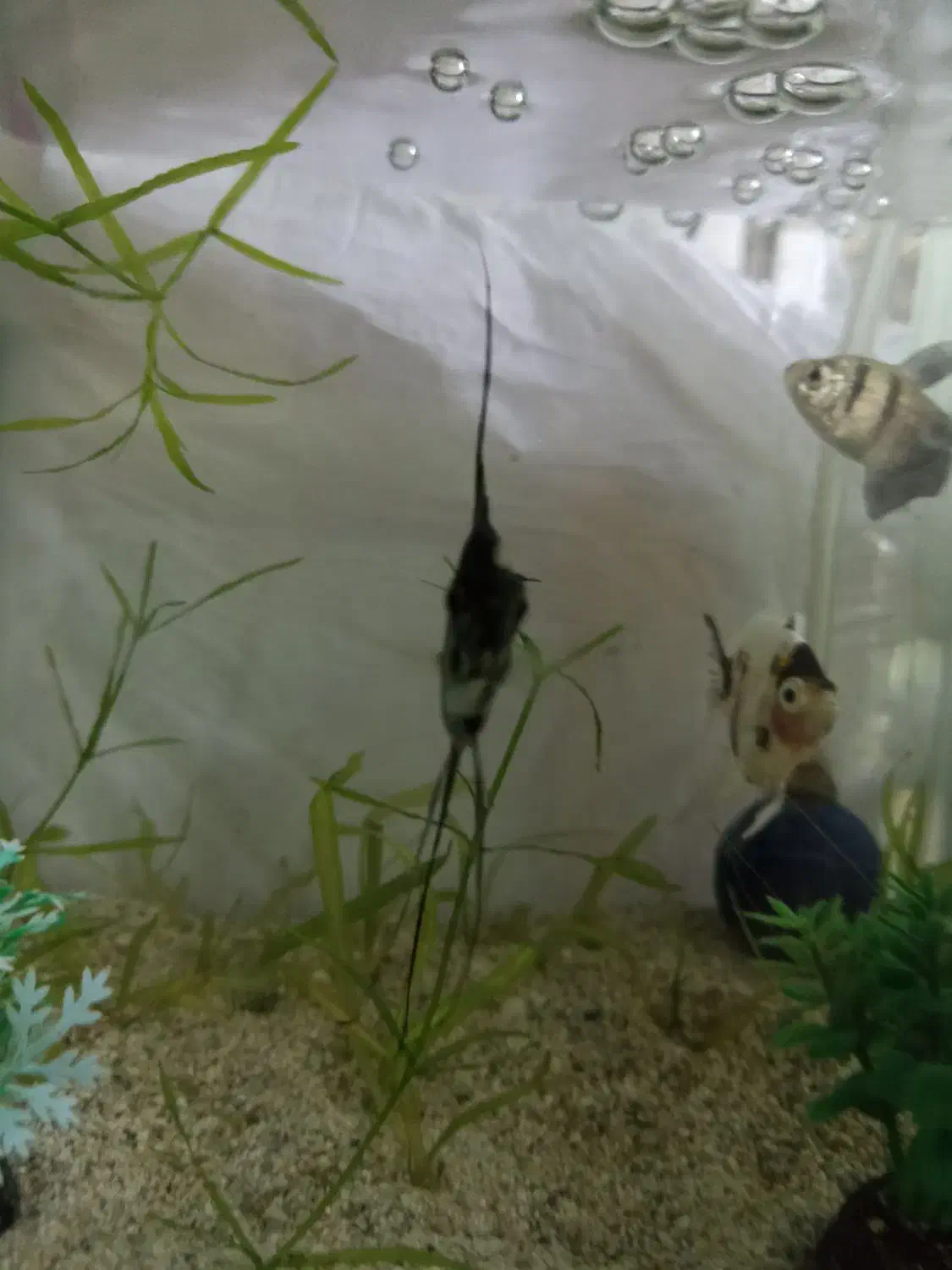 ماهی|ماهی|جهرم, |دیوار