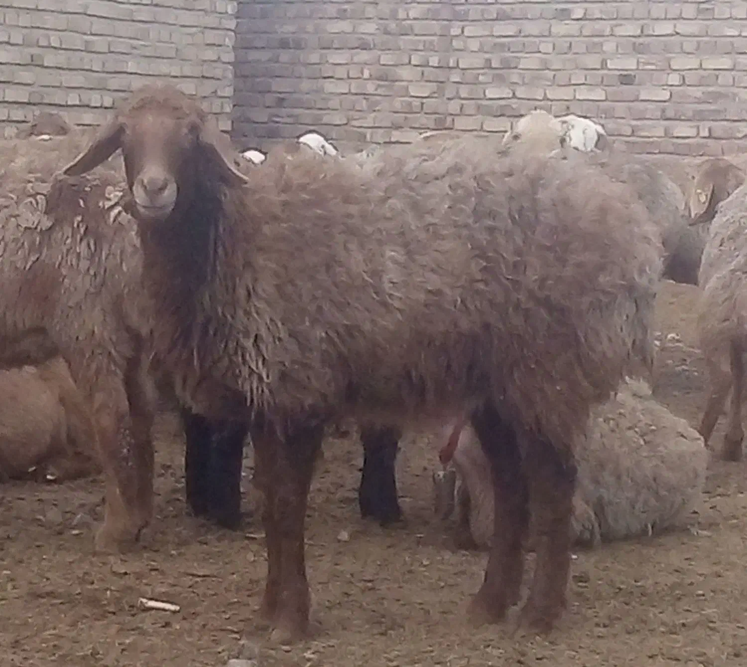 بره ماده|حیوانات مزرعه|تربت جام, والفجر|دیوار