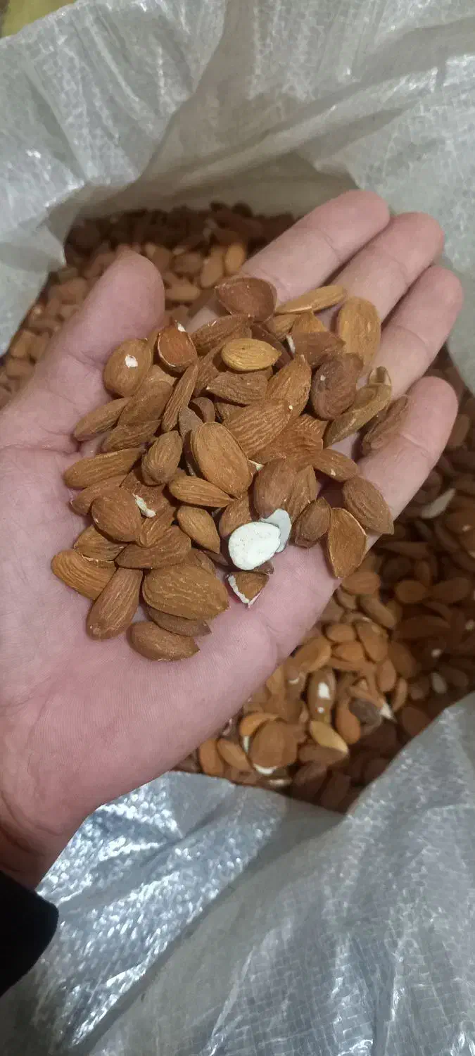 مغز بادام شیرین|خوردنی و آشامیدنی|ساری, |دیوار