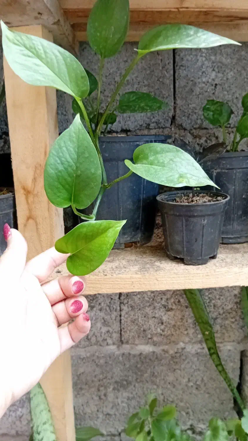 گل و گیاه|گل و گیاه طبیعی|رودسر, |دیوار