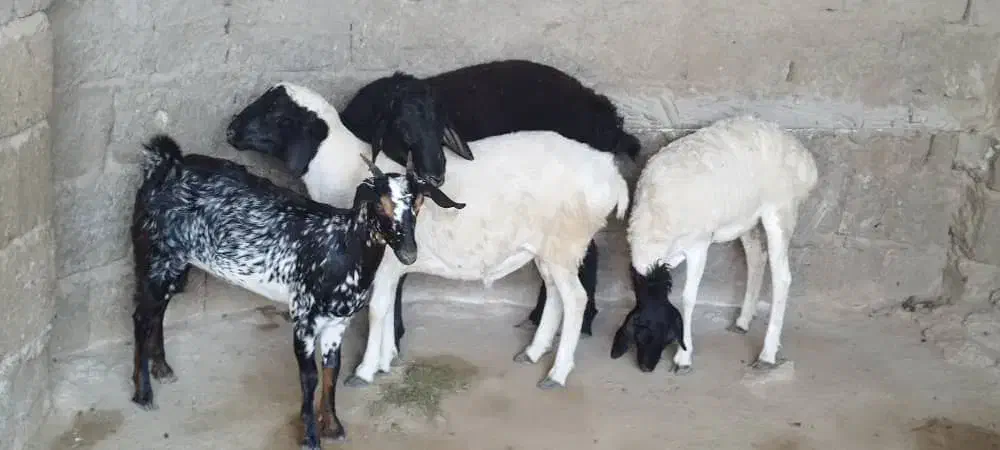 کهره و بره|حیوانات مزرعه|قشم, |دیوار