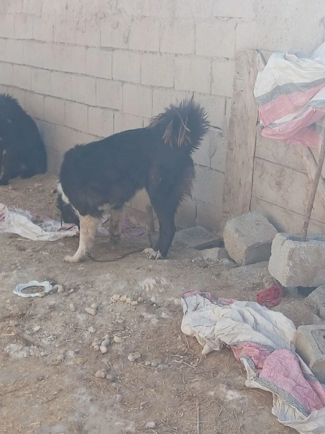 سگ گله ی|سگ|عسگران, |دیوار
