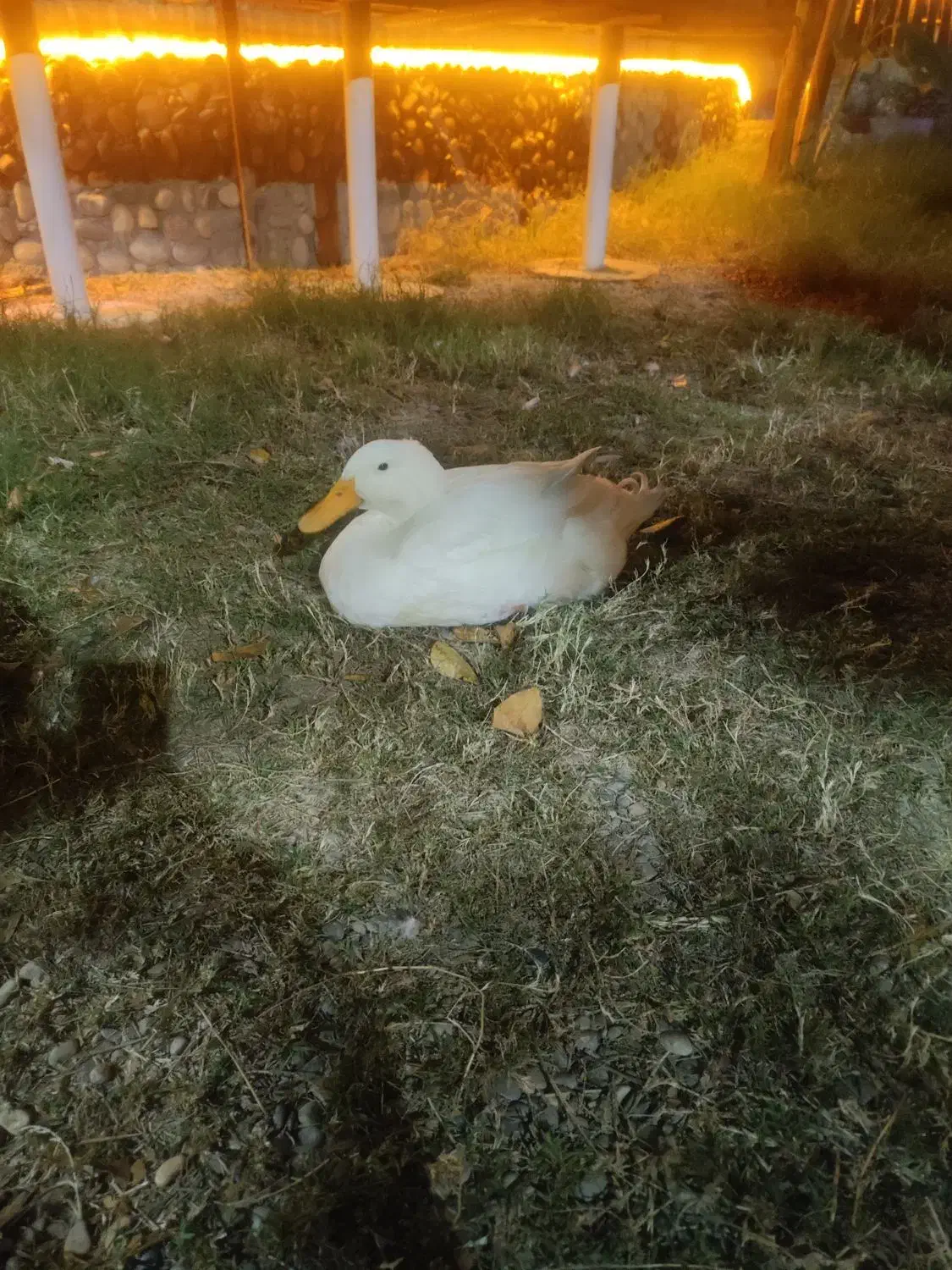 کافه رستوران|استخدام خدمات فروشگاه و رستوران|دزفول, |دیوار