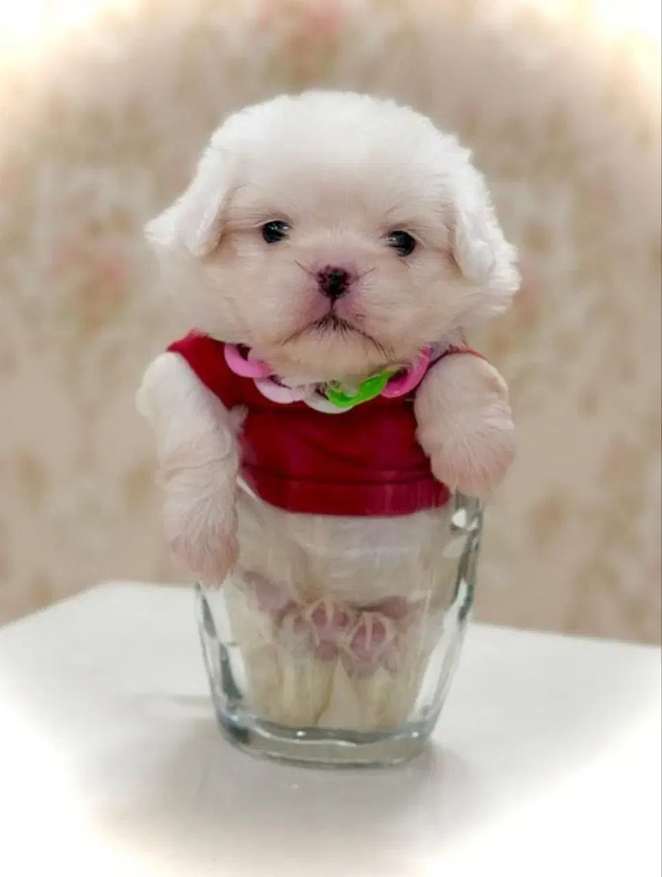 سگ بسیارخوب زرنگ شیتزو|سگ|بجنورد, |دیوار