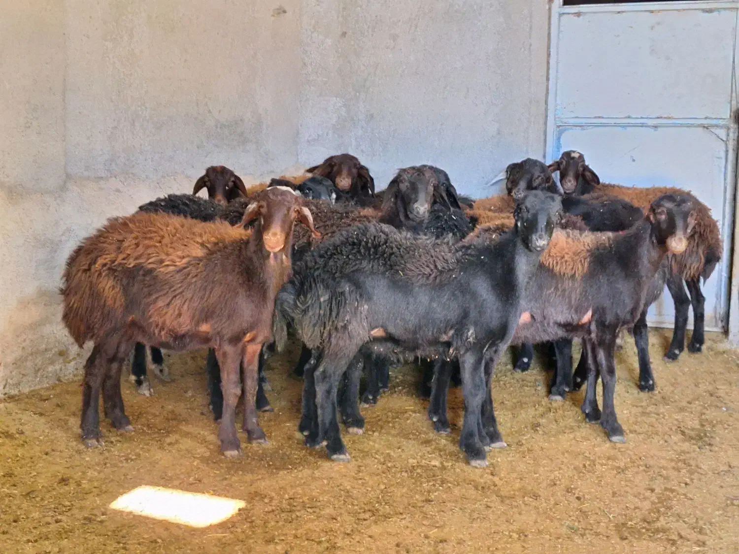 بره ماده پای شیشک قره قزل گوسفند میش قوچ|حیوانات مزرعه|قزوین, |دیوار