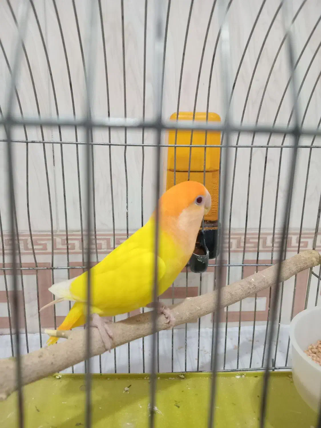 کوتوله برزیلی ماده معاوضه|پرنده|بن, |دیوار