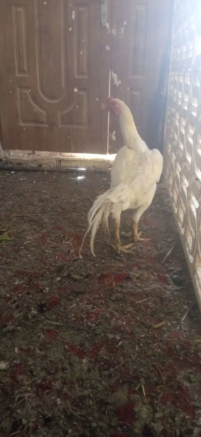 مرغ خروس لاری|حیوانات مزرعه|مشهد, شهرک امام سجاد|دیوار