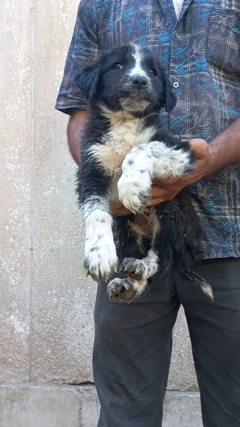 واگذاری توله قدرجونی دوماه بشرت|سگ|اصفهان, طاحونه|دیوار