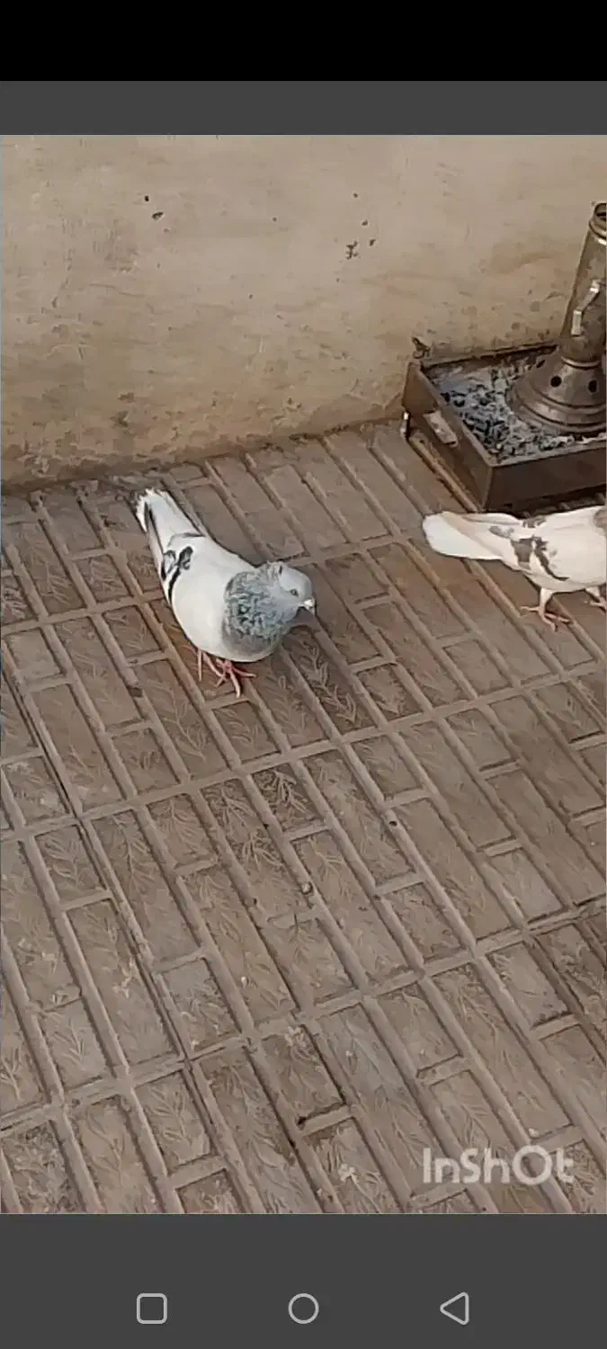 کفتر سبز دم سفید|پرنده|کرمان, |دیوار