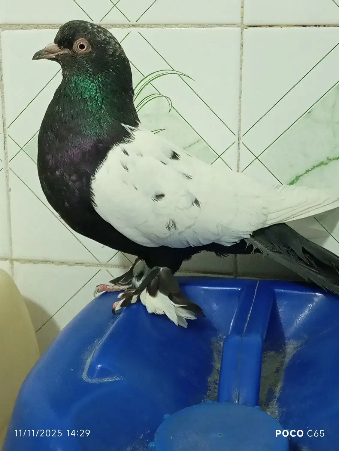 سینه سیاه|پرنده|خاش, |دیوار