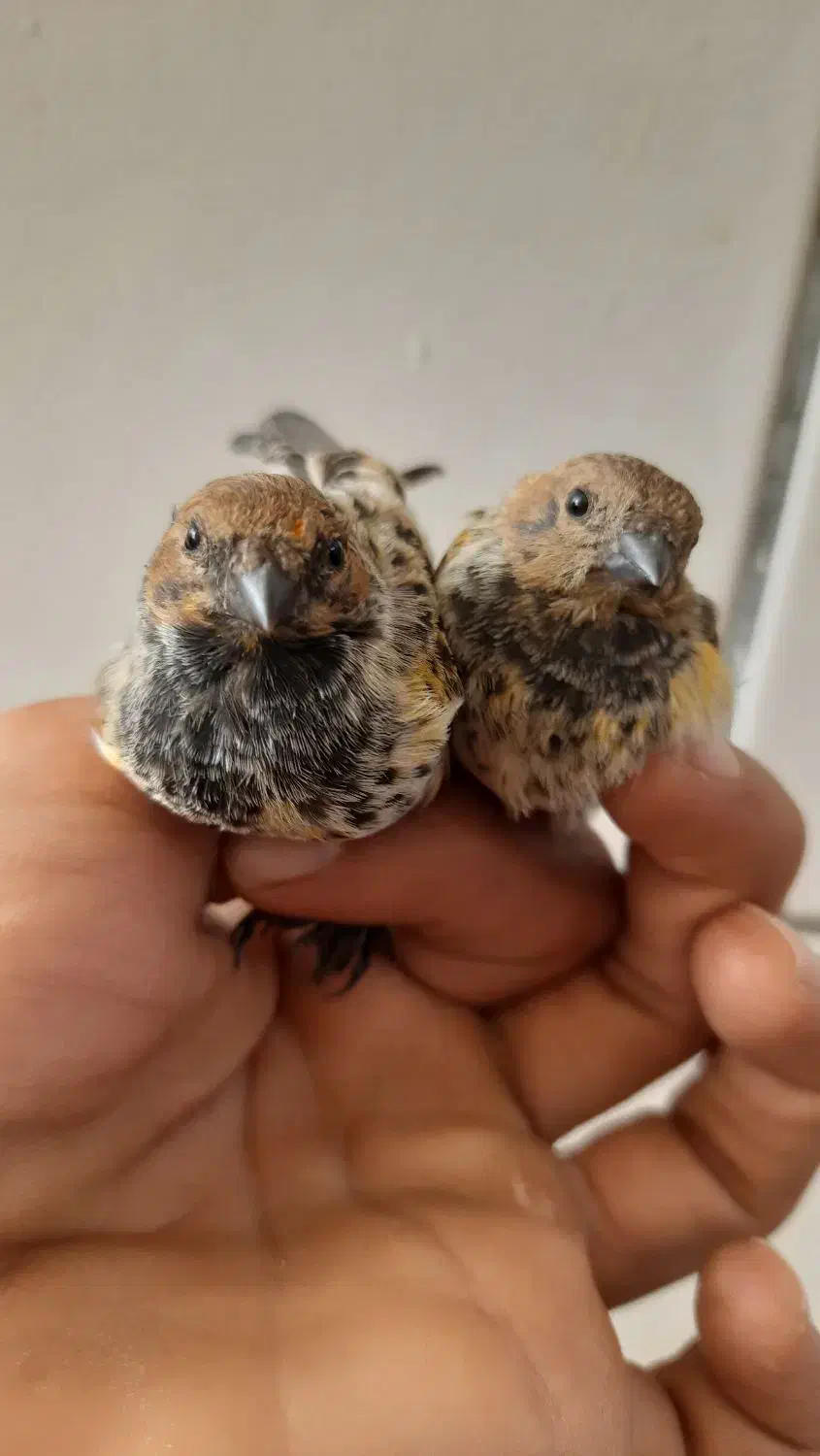 جوجه گلبسر و سهره|پرنده|فسا, |دیوار