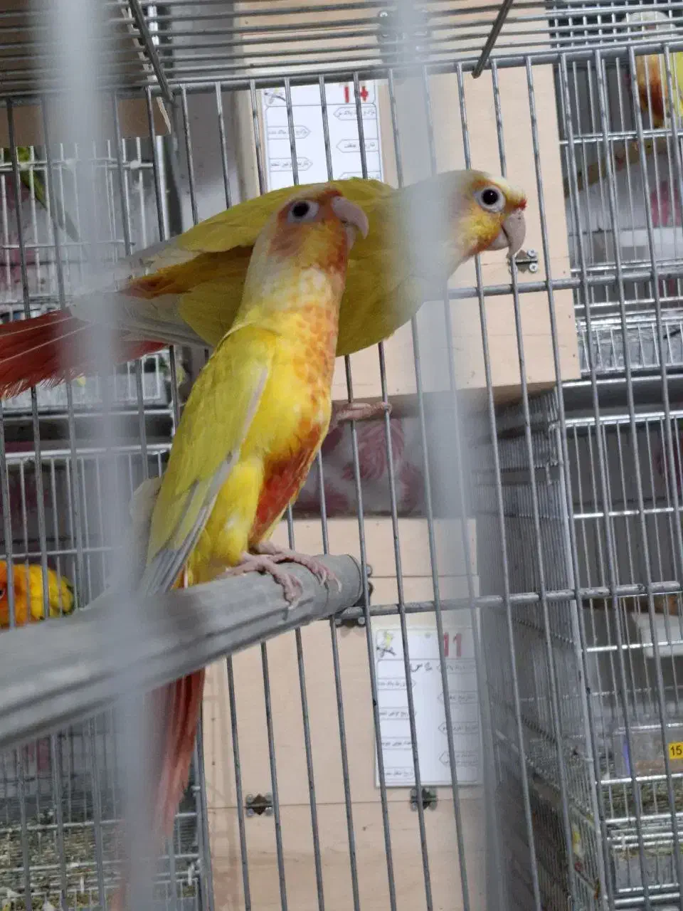 ردچیک دستی جفت|پرنده|مشهد, دانشجو|دیوار