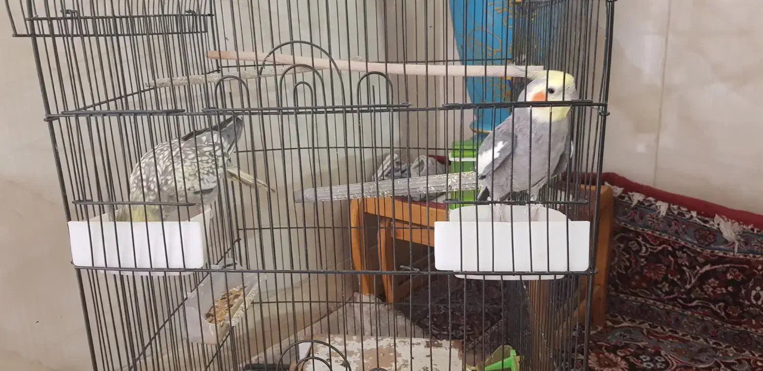 عروس هلندی|پرنده|قم, قلعه کامکار|دیوار