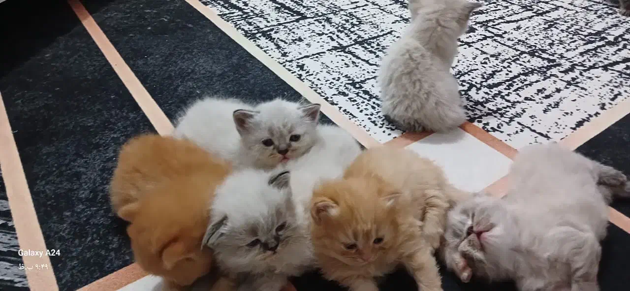 واگذاری بچه گربه نژاد دار|گربه|برازجان, |دیوار