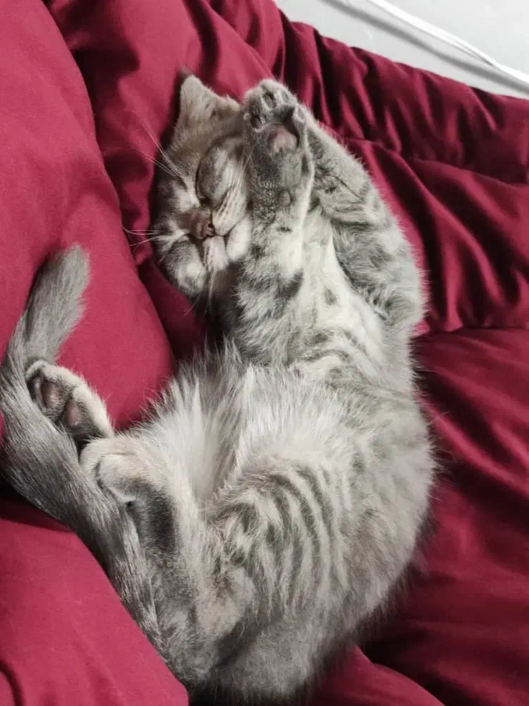 گربه وارداتی میکس پرشین بریتیش|گربه|رفسنجان, |دیوار