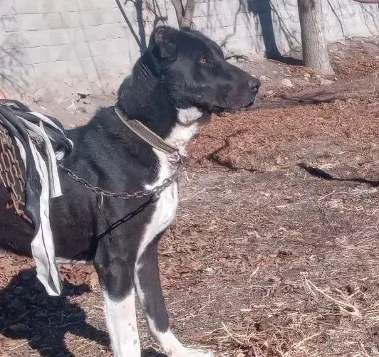 سگ اصل سراب|سگ|باسمنج, |دیوار