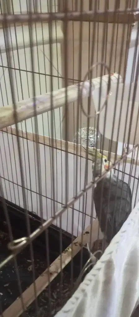 قلیان|صنایع دستی و سایر لوازم تزئینی|رباط‌کریم, رباط‌کریم|دیوار