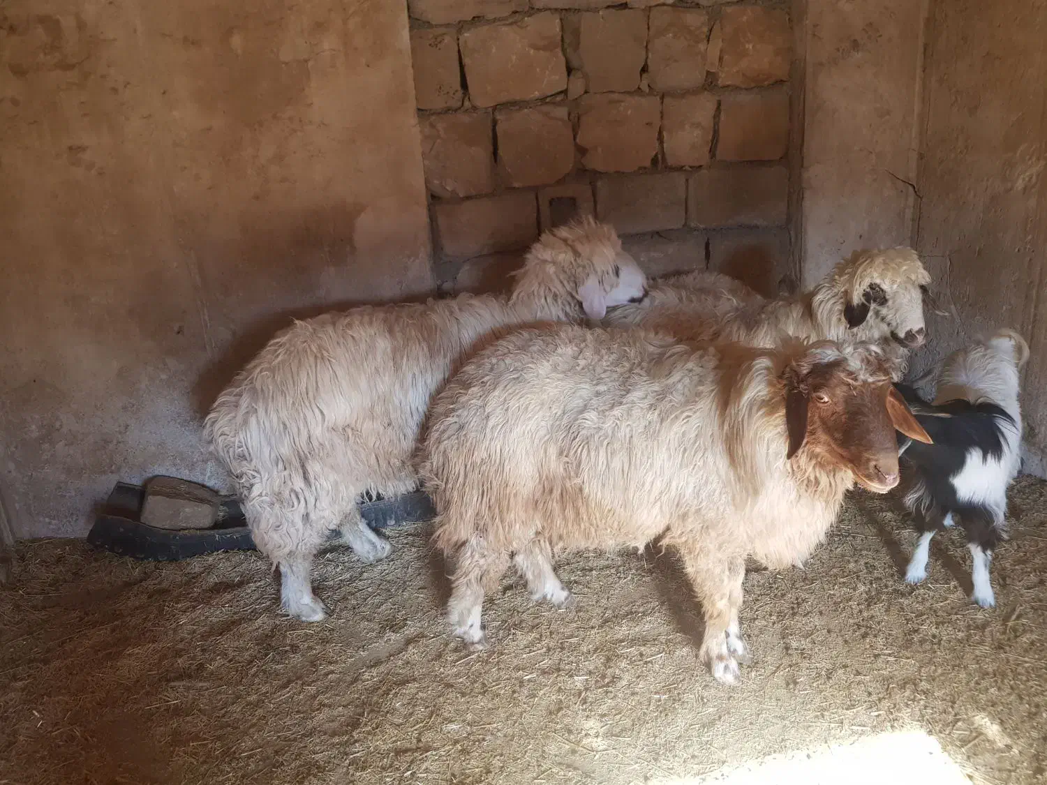 دو عدد شک ورن درجه یکی|حیوانات مزرعه|چرداول, |دیوار