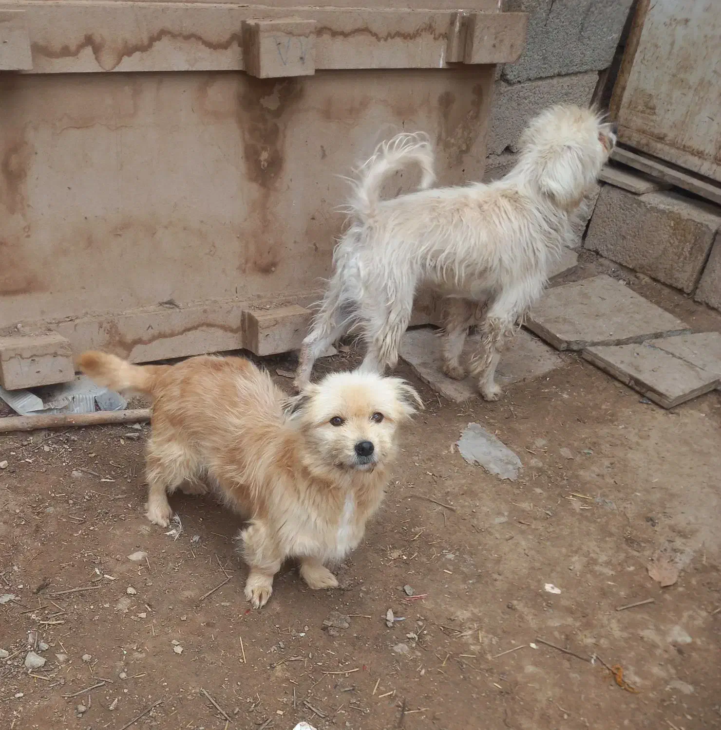 تعدادی سگ پاکوتاه|سگ|هشتگرد, شهرک راه آهن|دیوار