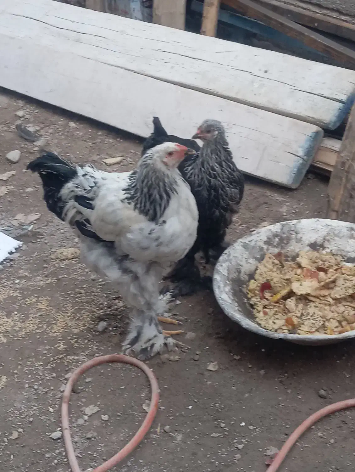 خروس و فریح برهما|حیوانات مزرعه|باسمنج, |دیوار