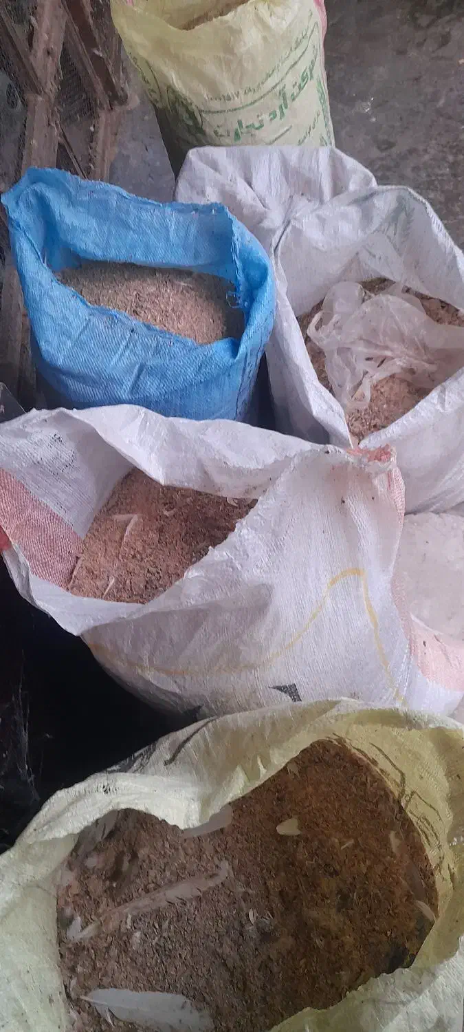 فضله کبوتر، کود باغچه|گل و گیاه طبیعی|رشت, حومه رشت|دیوار