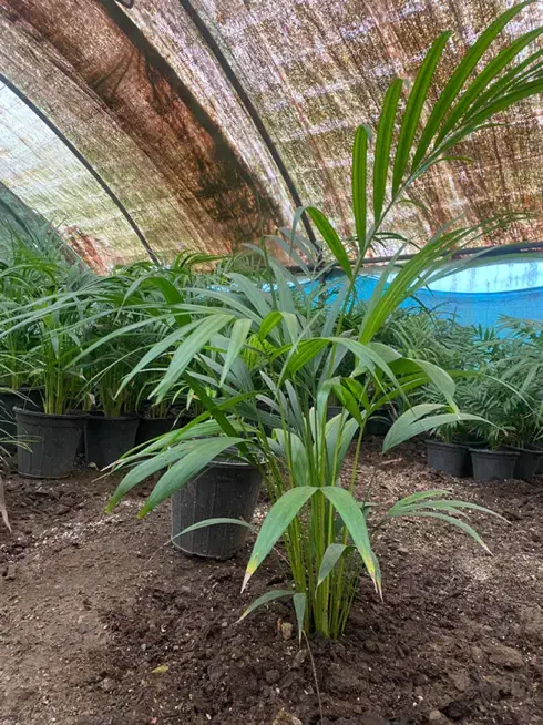 فروش انواع گل ها مستقیم از گلخانه|گل و گیاه طبیعی|رشت, شهرک قدس|دیوار