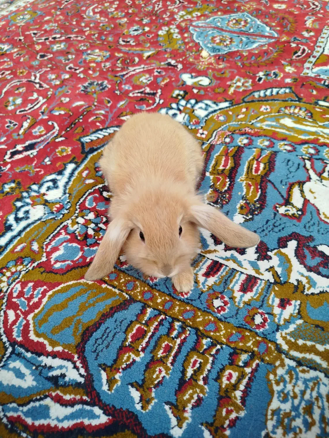 خرگوش لوپی|موش و خرگوش|زاهدان, |دیوار