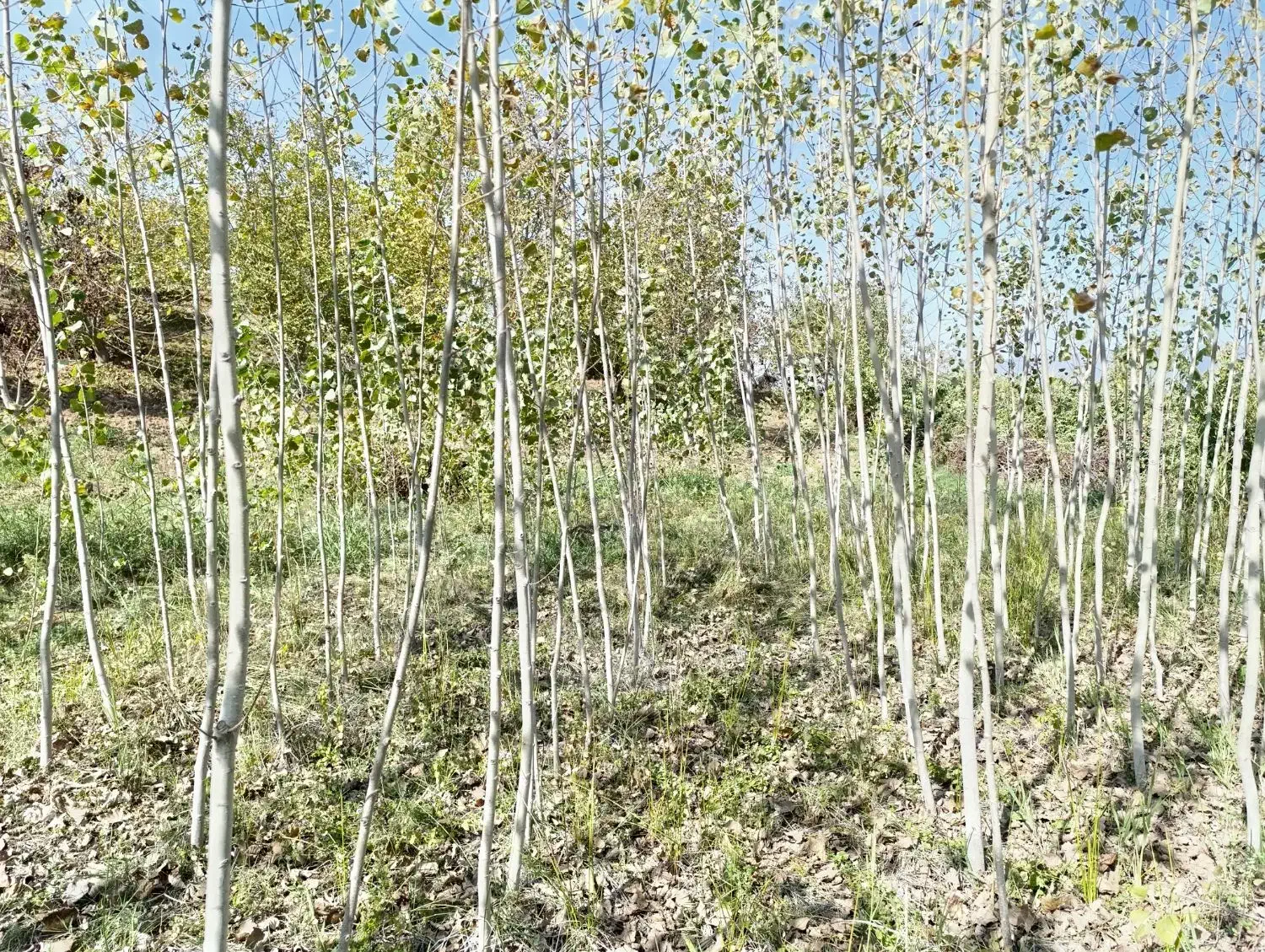 باغ گردو در روستای صفی آباد|فروش زمین و ملک کلنگی|دوزین, |دیوار