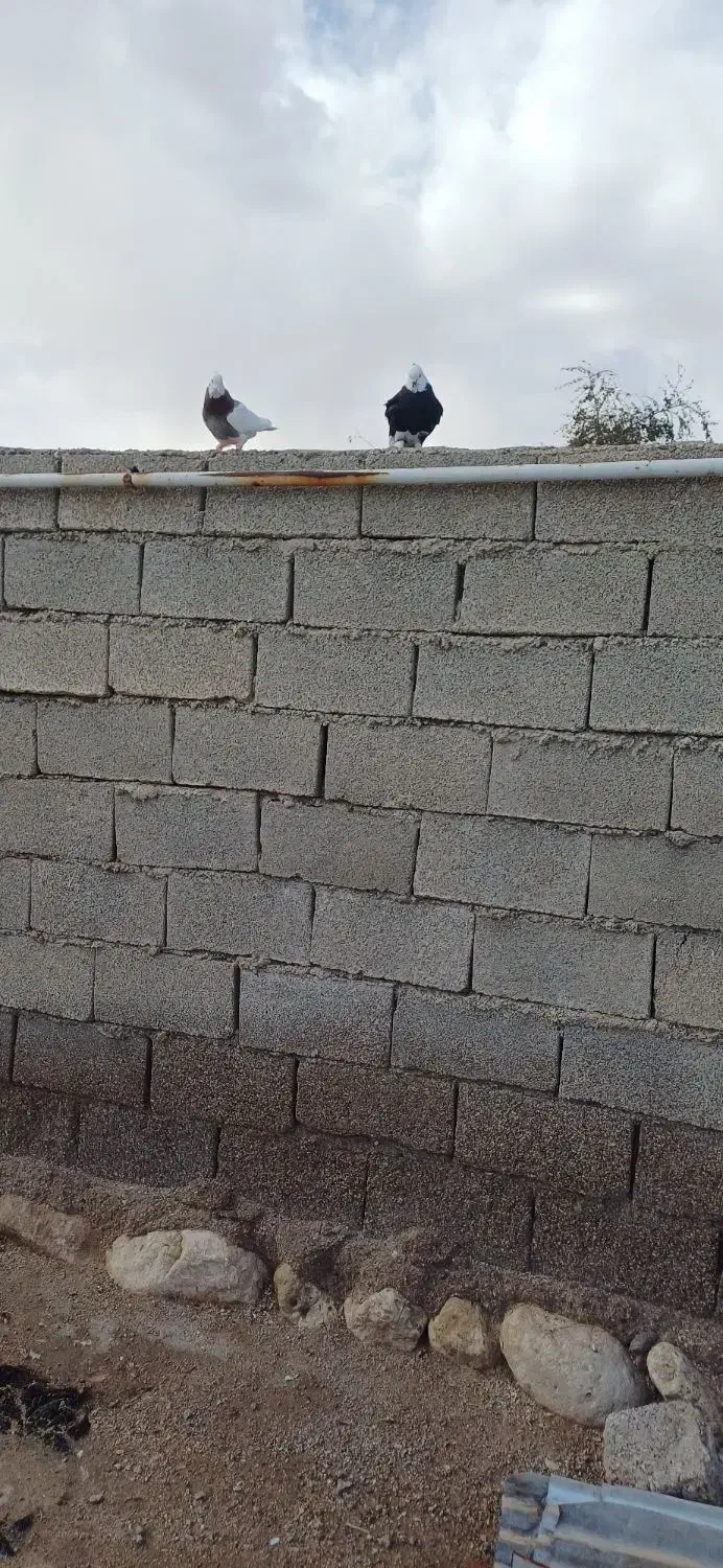 دهلران|پرنده|دهلران, |دیوار