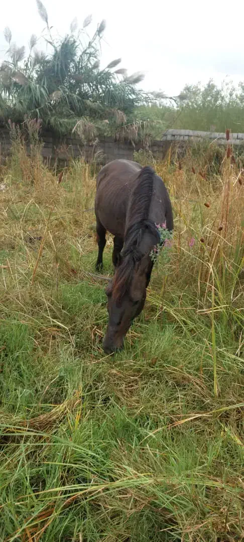 اسب آرام بفرش می‌رسد|اسب و تجهیزات اسب‌سواری|لشت نشا, |دیوار
