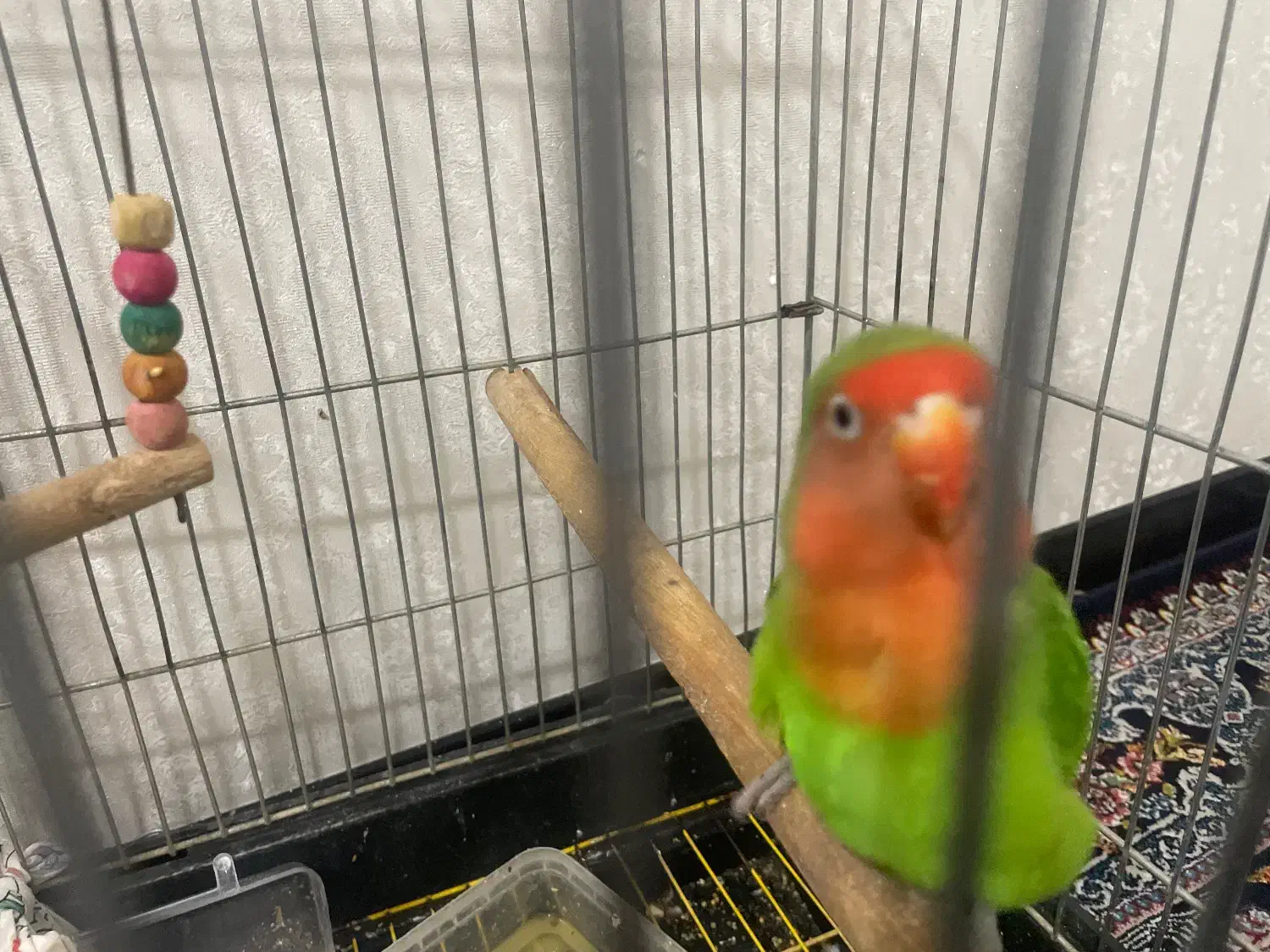 طوطی برزیلی|پرنده|تهران, قزل قلعه|دیوار