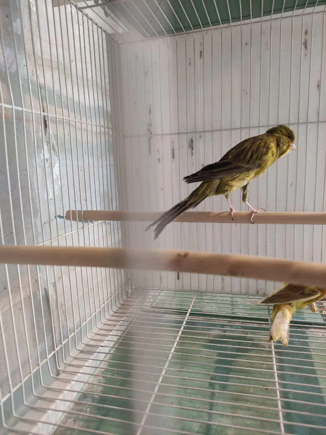 قناری درشت سوپری رسمی بلند|پرنده|مشهد, ایثارگران|دیوار