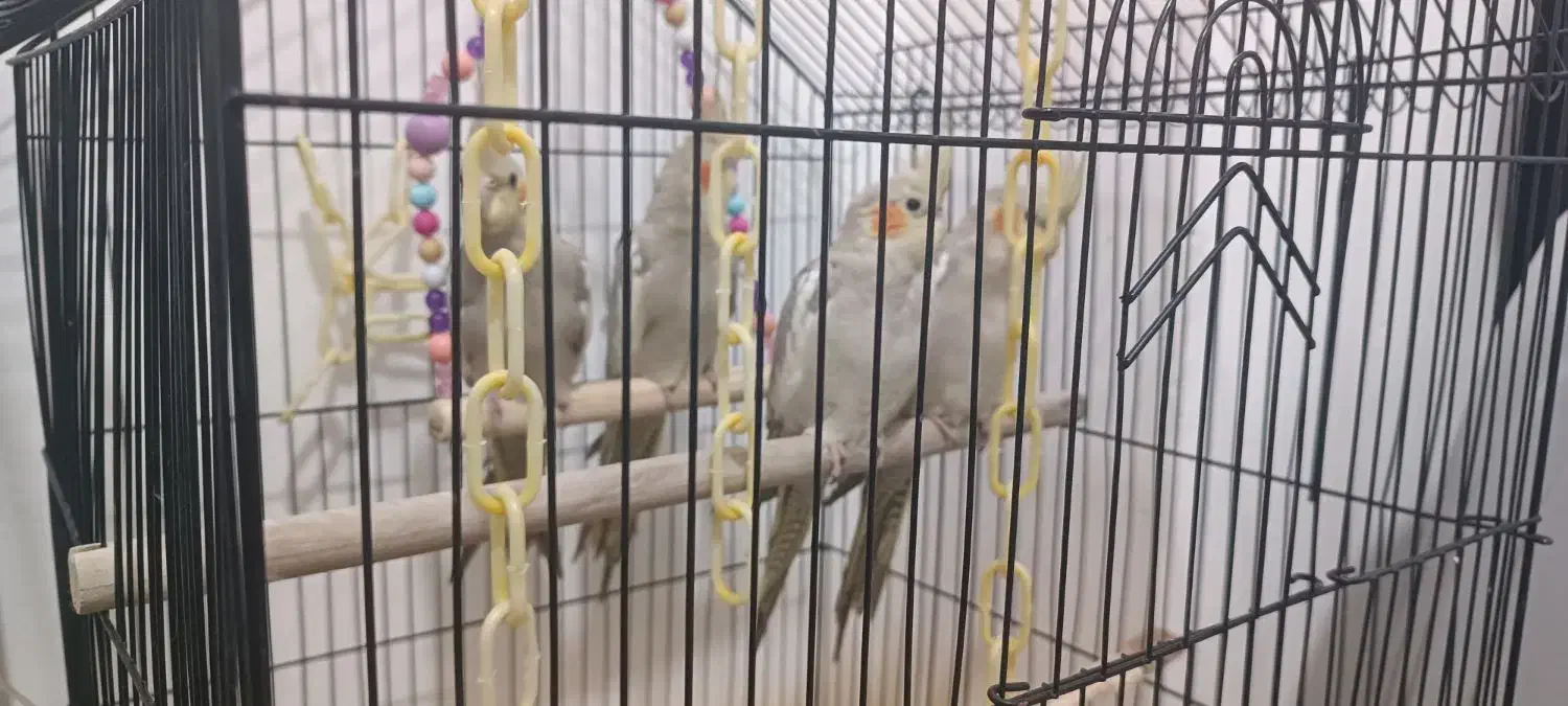 جوجه عروس هلندی|پرنده|ری, دیلمان|دیوار