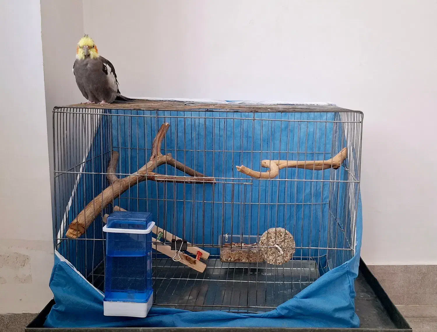 عروس هلندی|پرنده|کامیاران, |دیوار