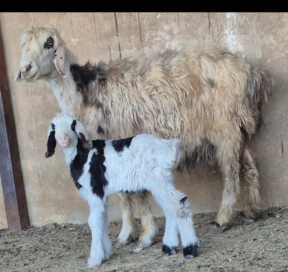 فروش دوراس شیشک بختیاری دوبره ای و یه بره ای|حیوانات مزرعه|طسوج, |دیوار