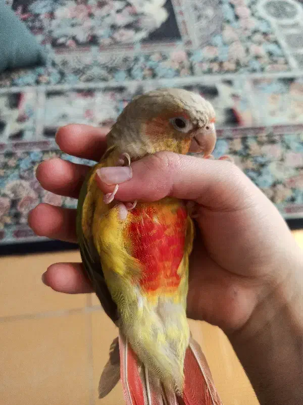 گرینچیک|پرنده|قرچک, میرزائی شمالی|دیوار