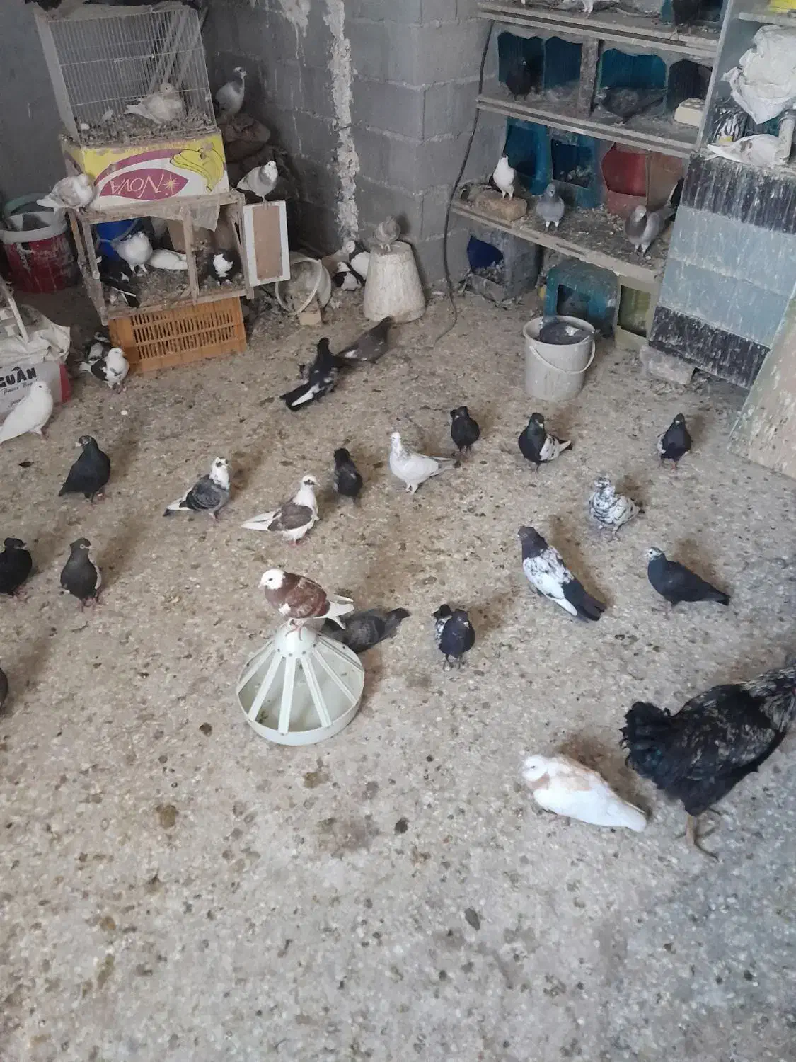 به خاطر مشکل مالی میخوام کبوتر هارو بفروشم|پرنده|گلمکان, |دیوار