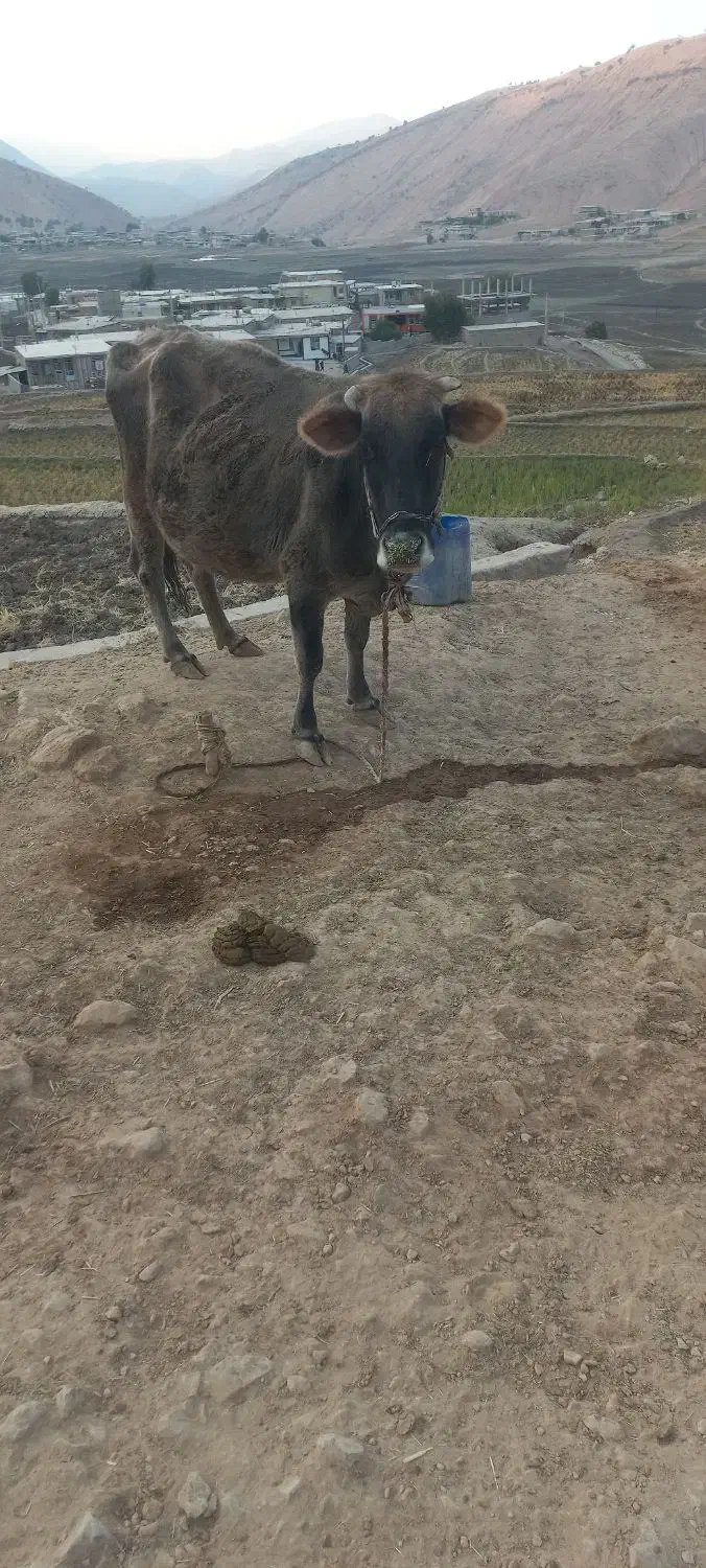 گاو|حیوانات مزرعه|منج, |دیوار