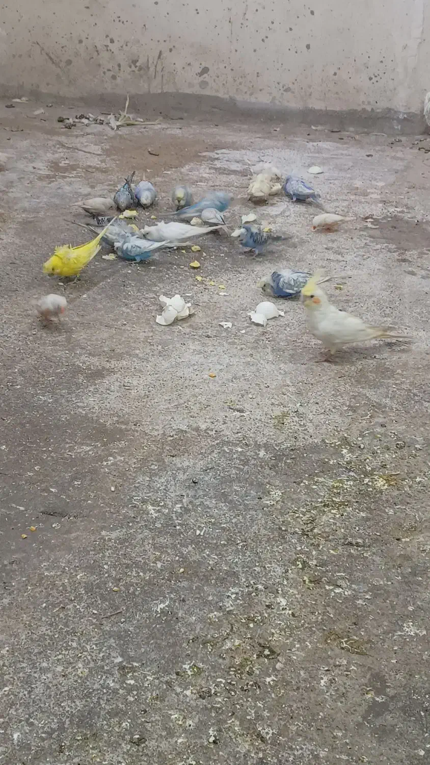 مرغ عشق معمولی و پروانیی|پرنده|بندر ماهشهر, |دیوار